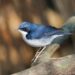 Um dos animais mais bonitos da Terra pode desaparecer para sempre, alertam cientistas
