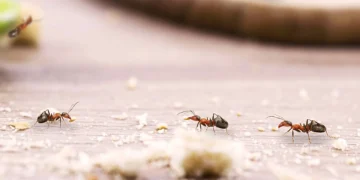 Além da terra de diatomáceas, outras medidas simples podem ajudar a reduzir a presença de formigas: Créditos: depositphotos.com / robertohunger