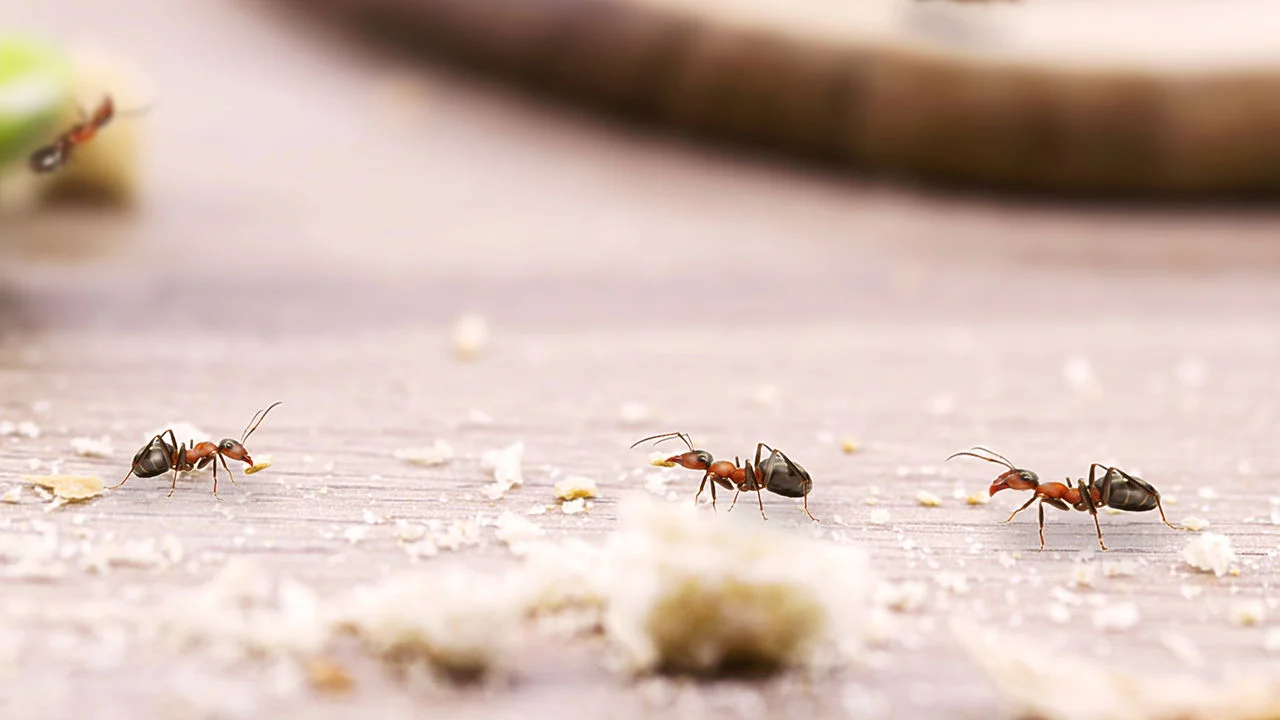 Jogue isto ao redor das molduras das portas e janelas para manter as formigas longe de sua casa