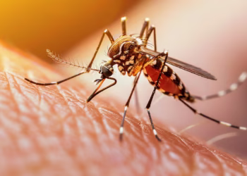 Doença perigosa transmitida por mosquito já atingiu mais de 3 mil pessoas e cria epidemia no Brasil