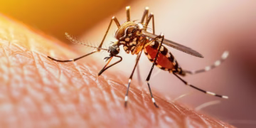 Doença perigosa transmitida por mosquito já atingiu mais de 3 mil pessoas e cria epidemia no Brasil