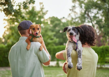 Governo toma decisão inédita e permite faltar o trabalho para cuidar de animais, em todo esse país