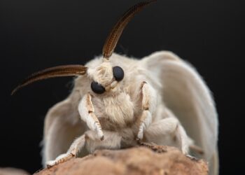 Reprodução: Unslash / Jackie Best