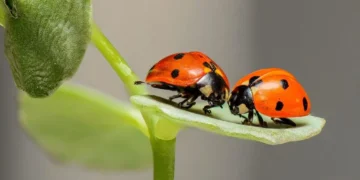 Joaninha não é praga. Foto: Pixabay