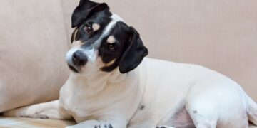Apesar de fofa, a atitude serve um propósito para o cachorro.

Reprodução: Unsplash / Natalie Kinnear