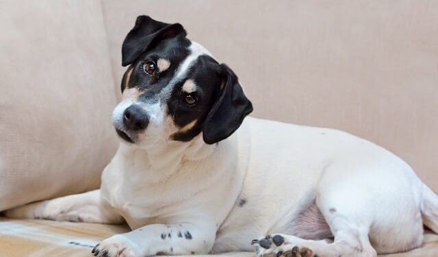 Apesar de fofa, a atitude serve um propósito para o cachorro.

Reprodução: Unsplash / Natalie Kinnear