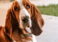 Um Basset Hound, um dos melhores "cãolegas" de trabalho.

Reprodução: Andrea Sretenović / Pexels