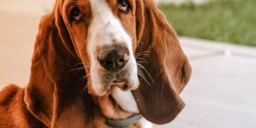 Um Basset Hound, um dos melhores "cãolegas" de trabalho.

Reprodução: Andrea Sretenović / Pexels