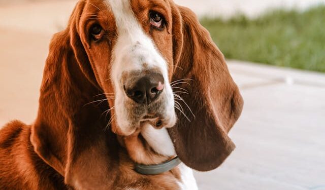 Um Basset Hound, um dos melhores "cãolegas" de trabalho.

Reprodução: Andrea Sretenović / Pexels