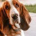 Um Basset Hound, um dos melhores "cãolegas" de trabalho.

Reprodução: Andrea Sretenović / Pexels