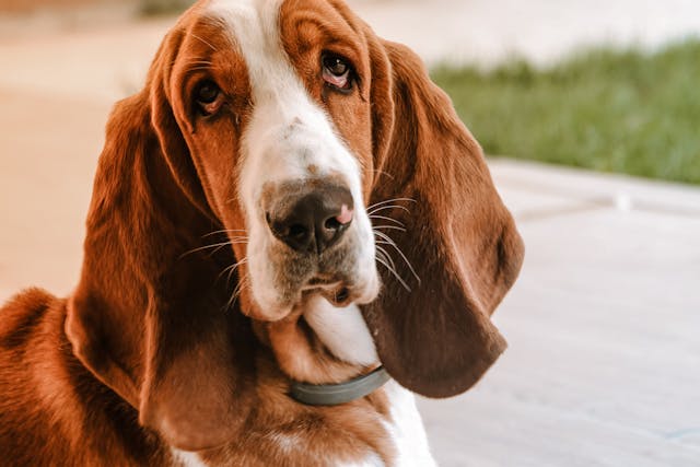 Companhia no home office: saiba as raças de cachorros calmas e acolhedoras