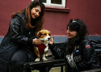 Raças como Golden Retriever, Labrador, Poodle, Beagle e ShiTzu são conhecidas por seu temperamento amigável. Foto: Anusree GS