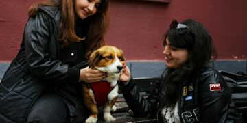 Raças como Golden Retriever, Labrador, Poodle, Beagle e ShiTzu são conhecidas por seu temperamento amigável. Foto: Anusree GS