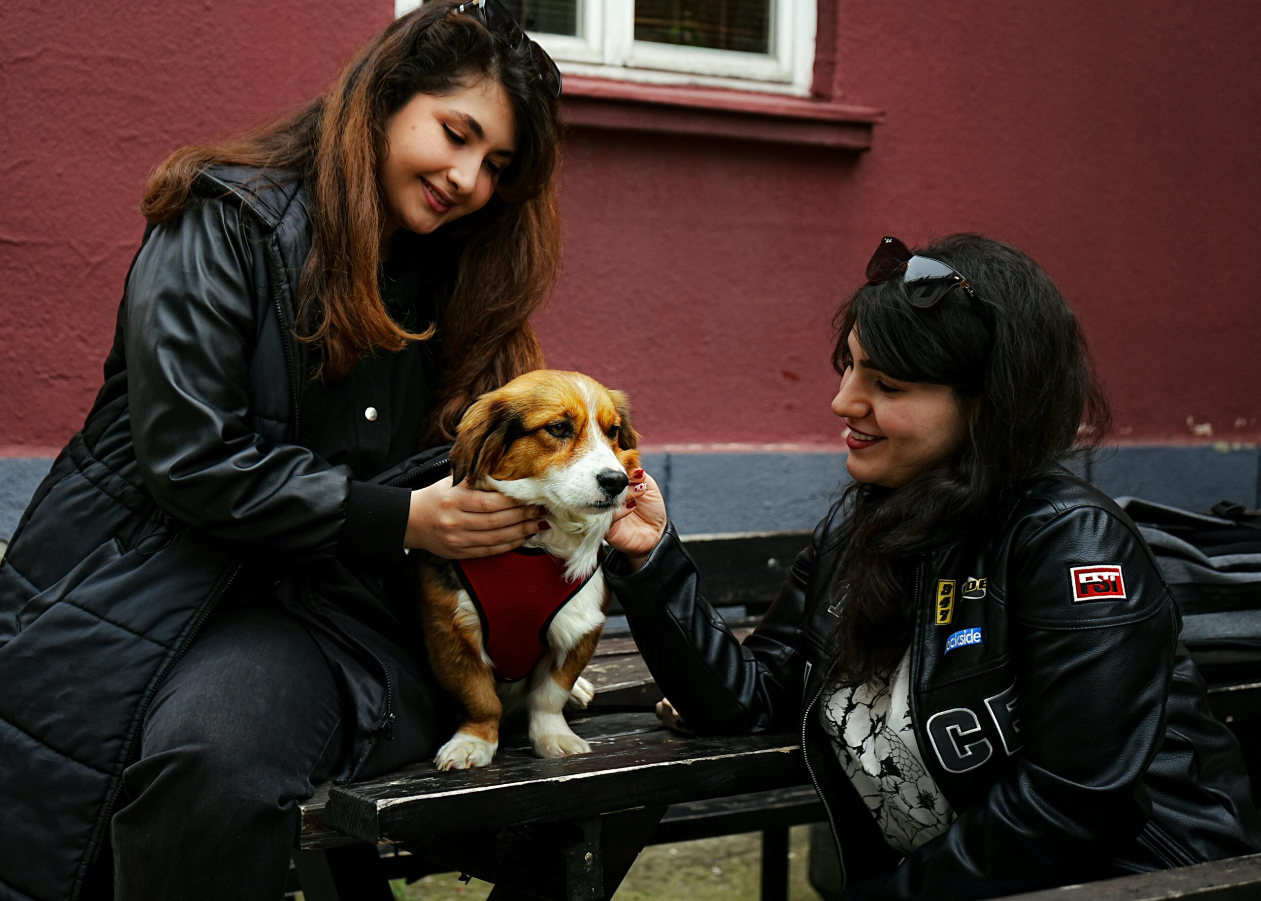 Interagir com pets de desconhecidos pode dizer algo sobre sociabilidade, apontam estudos