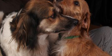 O melhor amigo do homem. Foto: Daigoro Folz