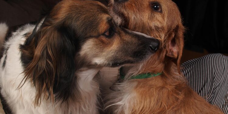 O melhor amigo do homem. Foto: Daigoro Folz