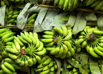 Banana é uma das frutas mais consumidas no Brasil. Foto: Dilpreetkaur Matta