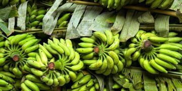 Banana é uma das frutas mais consumidas no Brasil. Foto: Dilpreetkaur Matta