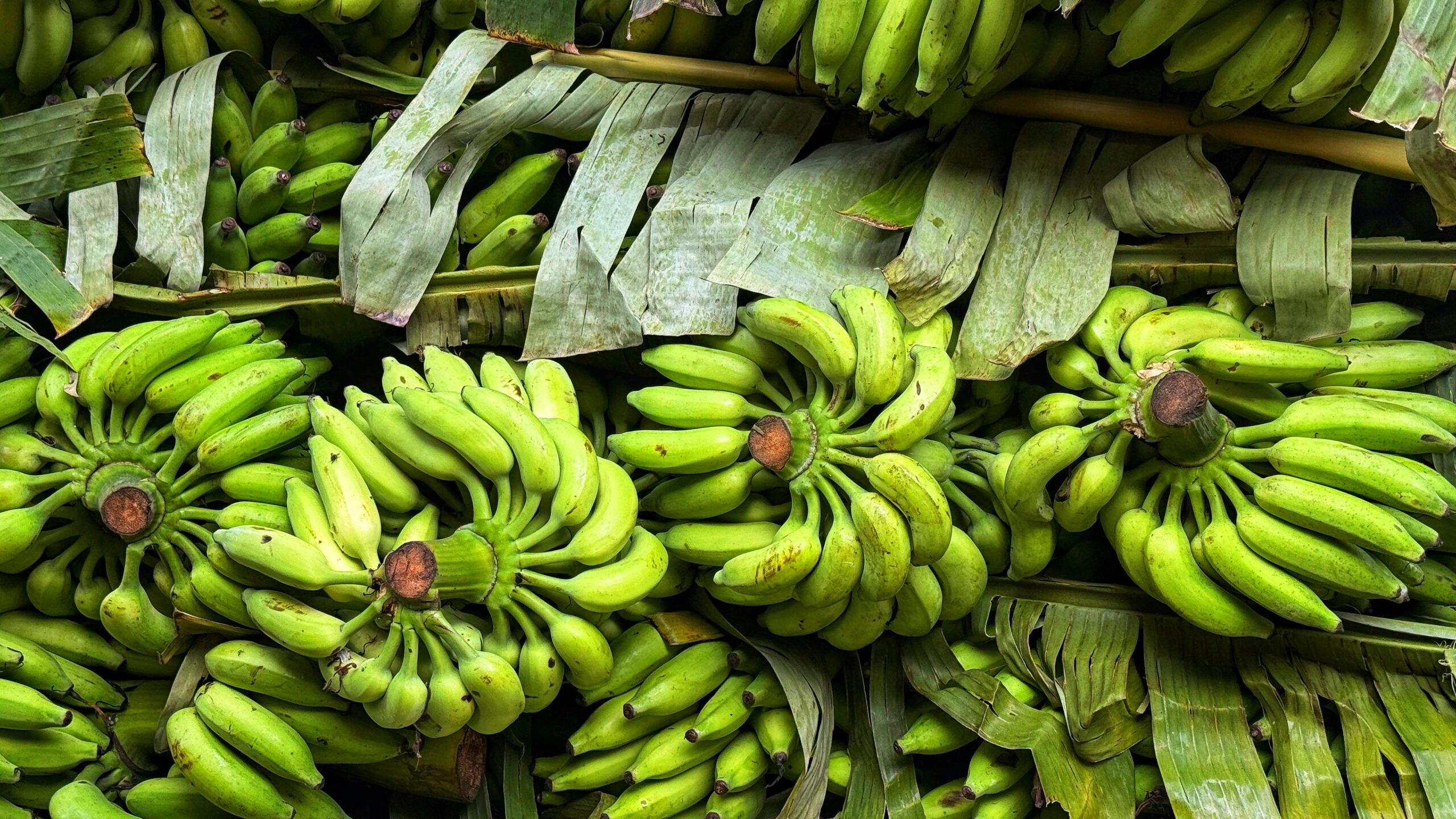 O que a cor de uma banana pode revelar sobre seu valor nutricional