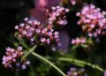 Verbena. Foto: Gosia K/Pexels