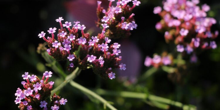 Verbena. Foto: Gosia K/Pexels