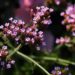 Verbena. Foto: Gosia K/Pexels