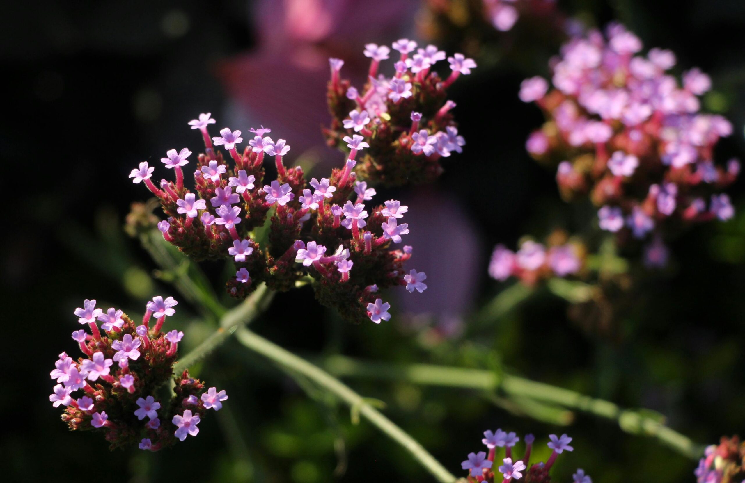 Conheça as flores mais resistentes e bonitas para decorar sua varanda