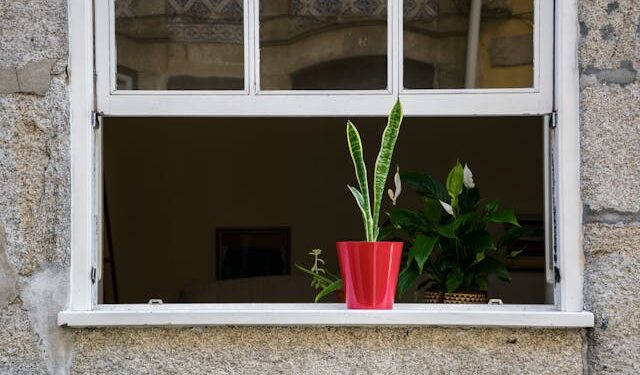 Reprodução: José Santarém / Pexels