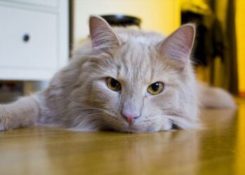 Os gatos são animais com muita personalidade - Foto: Reprodução