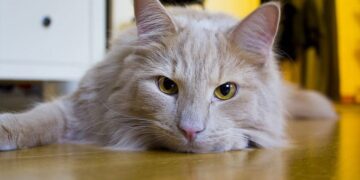 Os gatos são animais com muita personalidade - Foto: Reprodução