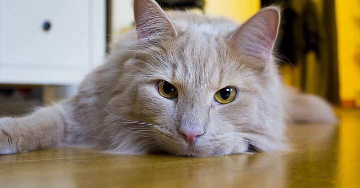 Os gatos são animais com muita personalidade - Foto: Reprodução