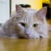 Os gatos são animais com muita personalidade - Foto: Reprodução
