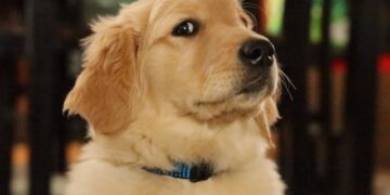 Os nossos amigos peludos estão muito mais ligados a nós do que parece.

Reprodução: Unsplash / Richard Burlton