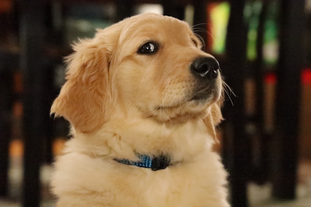 Um estudo genético em golden retrievers detecta genes ligados a emoções também em humanos