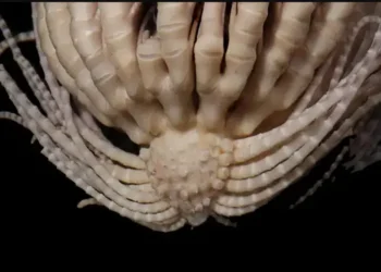 Promachocrinus. Foto: Greg W. Rouse