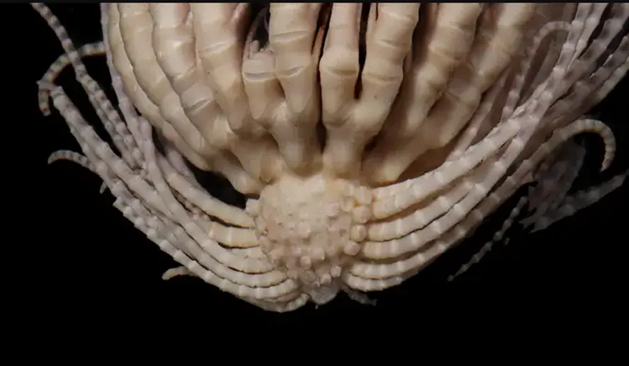 A descoberta do século: encontrados na Antártida animais aquáticos nunca vistos