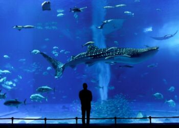 Esses peixes podem ficar mais longos que ônibus urbanos.

Reprodução: Unsplash / Susann Schuster