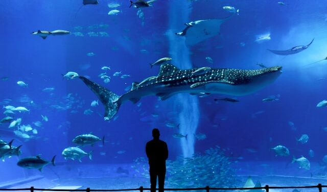 Esses peixes podem ficar mais longos que ônibus urbanos.

Reprodução: Unsplash / Susann Schuster