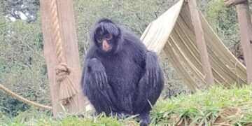 Foto: Zoológico de Sorocaba