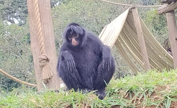 Foto: Zoológico de Sorocaba