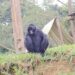 Foto: Zoológico de Sorocaba