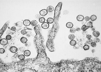 Micrografia eletrônica de um dos típos de hantavírus.

Foto: Cynthia Goldsmith / CDC / Wikimedia Commons