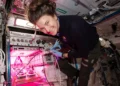 O desafio tem o objetivo de garantir uma fonte de alimentos nutritiva e duradoura para astronautas que fiquem em planetas distantes.

Foto: NASA