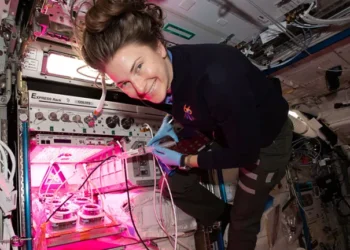 O desafio tem o objetivo de garantir uma fonte de alimentos nutritiva e duradoura para astronautas que fiquem em planetas distantes.

Foto: NASA