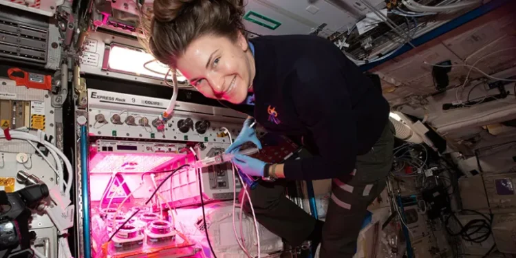 O desafio tem o objetivo de garantir uma fonte de alimentos nutritiva e duradoura para astronautas que fiquem em planetas distantes.

Foto: NASA