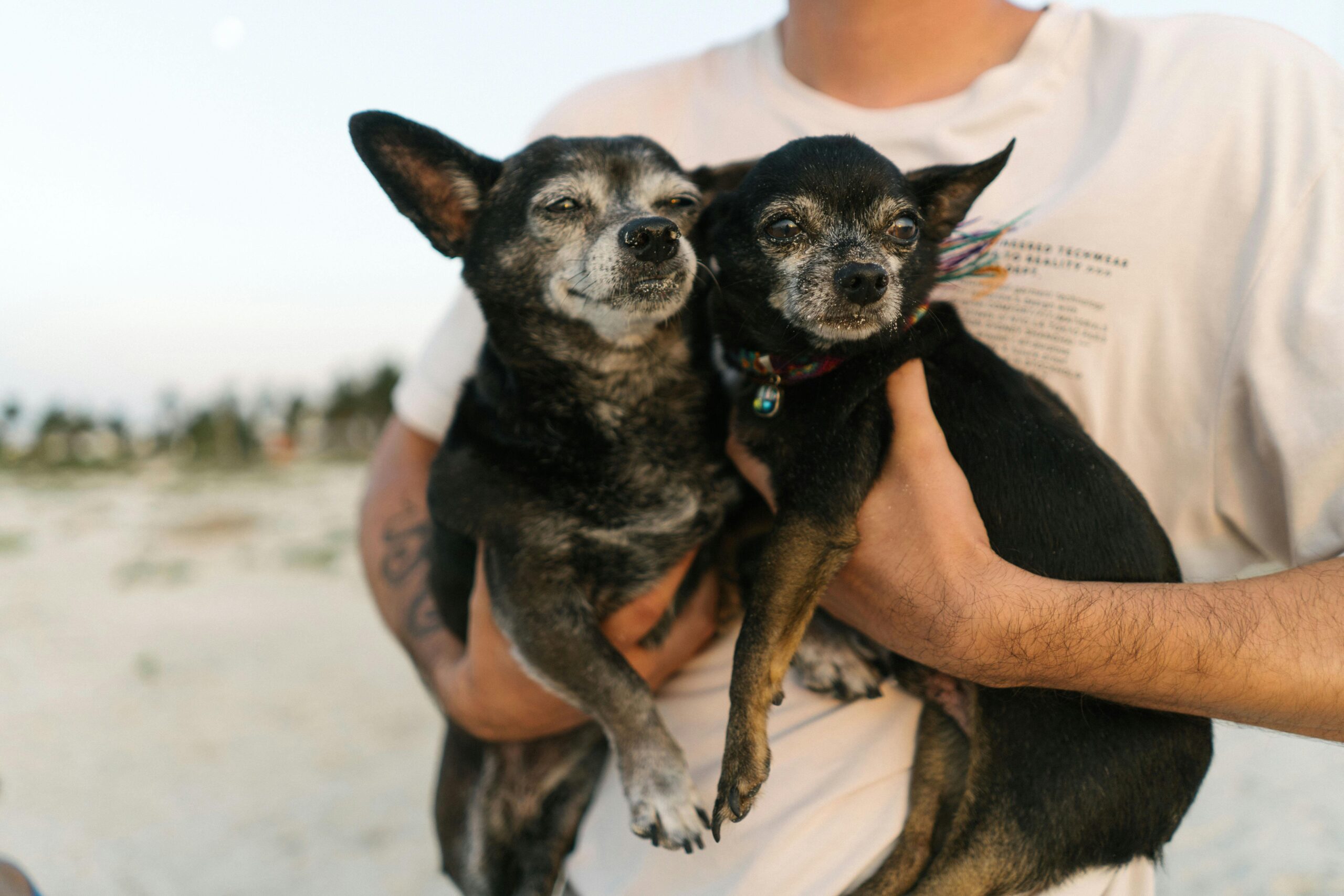 Cuidados com seu pet: vitaminas e nutrientes que ajudam contra a queda de pelos dos cachorros
