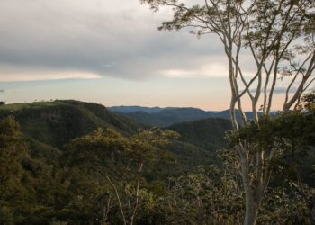 Foto: Giovana Lhopi / Pexels