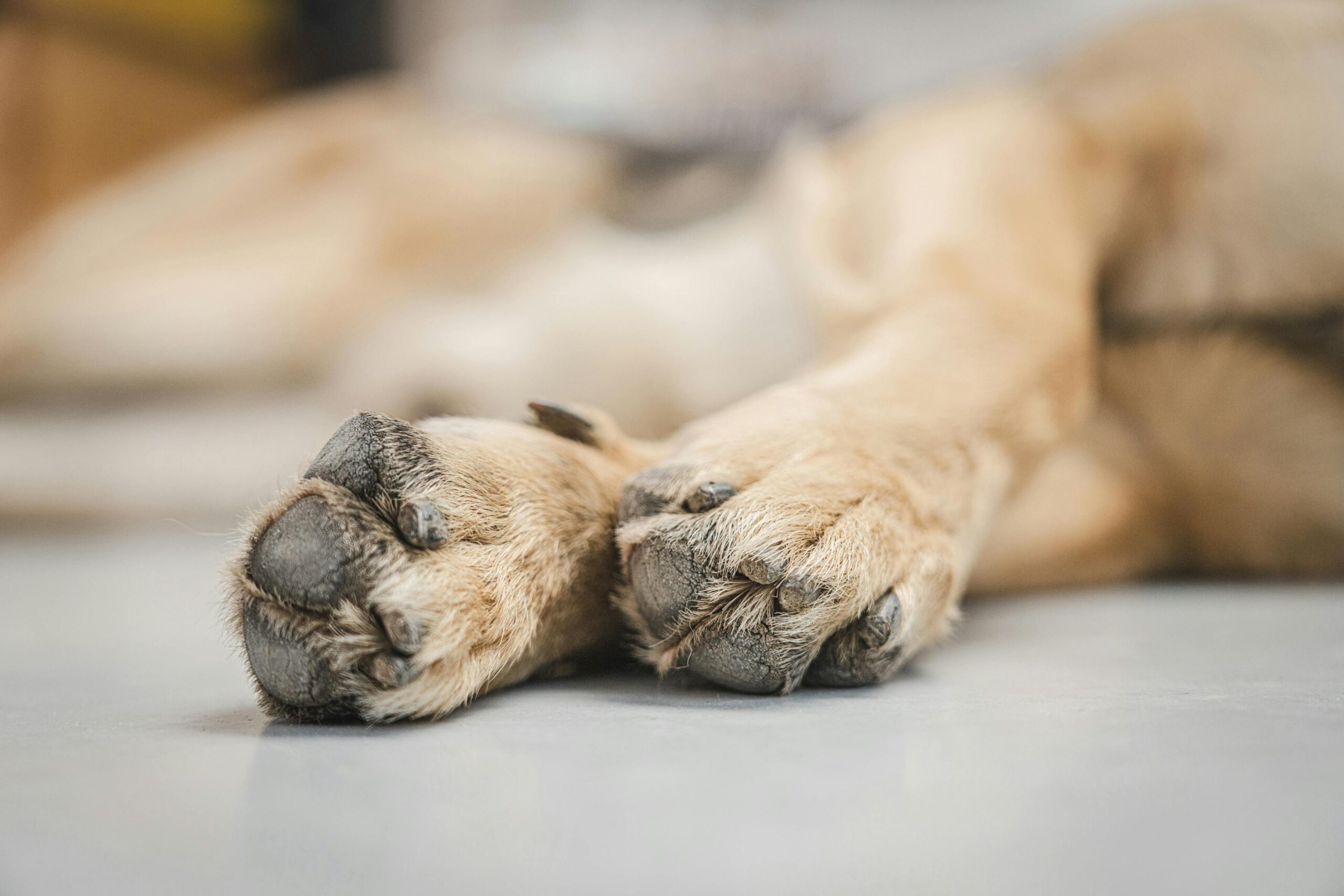 Se seu cachorro costuma repetir esse gesto é importante que você fique atento