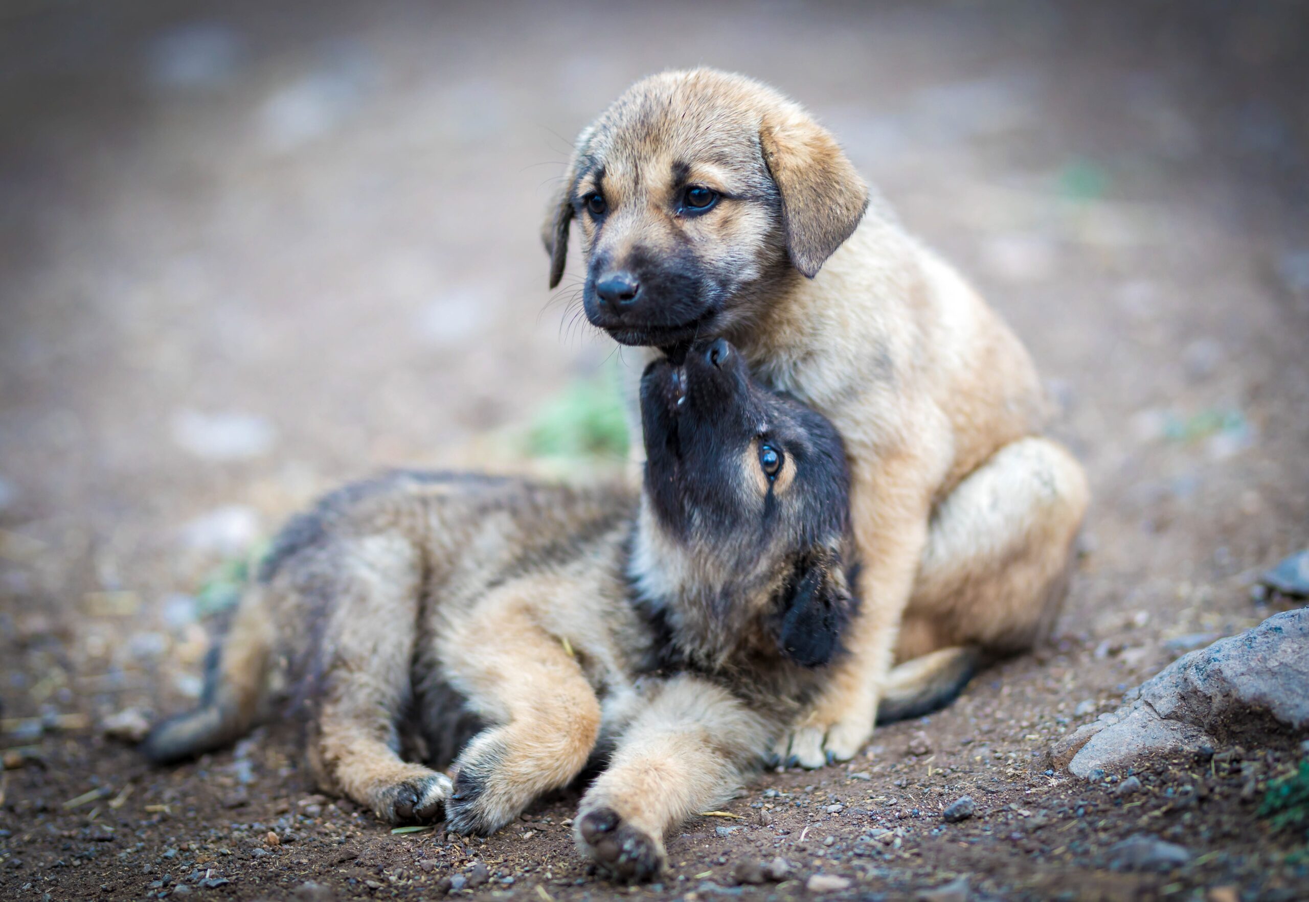 Cidade brasileira proíbe a compra e venda de animais domésticos