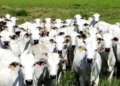 Foto: Reproduç
ão/Adepará